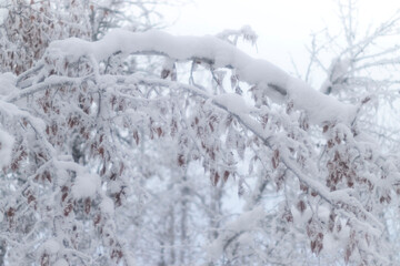 Snow on frozen brown leaves and branches in Fairbanks