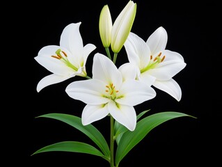 Obraz premium White lilies on black background (1)