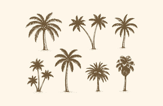 Set of palm tree vintage engraving style logo design illustration