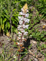 Fototapeta premium Orobanche crenata commonly known as bean broomrape, is a common parasite of the faba bean