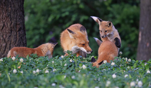 Daddy fox playing with his babies in the forest with green background, Canada
