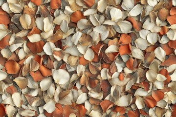 Close-up view of a multitude of dried flower petals.