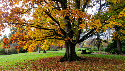 Fototapeta premium Majestic Autumn Tree in Vibrant Fall Colors - Stunning Nature Photography