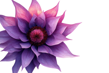 A mesmerizing purple flower blossoms in vibrant detail against a stark black background on transparent background