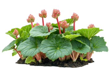Lush Bergenia Plant with Red Buds Emerging from Rich Soil Against Black on transparent background