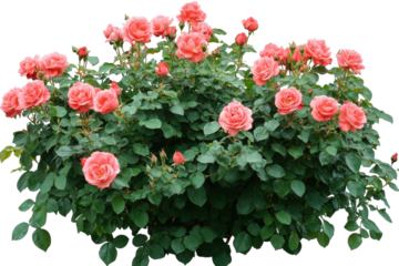 Lush Coral Rose Bush Blooming Vibrantly on Black Background Detailed Green Foliage on transparent background