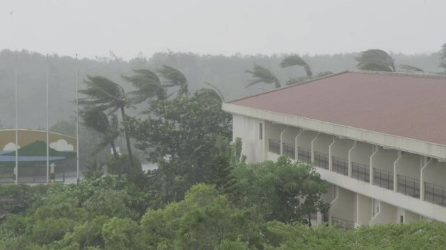 Hurricane Palm Trees Thrashing In Wind As Storm Nears - Koinu