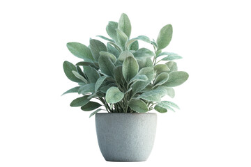 Serene Dusty Miller Plant in a Light Grey Pot isolated on a black background showcasing its on transparent background