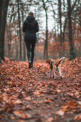 A wooded path with fallen leaves scattered across the ground, a person is walking their dog, a beagle, through the woods as the dog sniffs along the trail