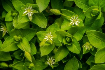 Close-up image of Chickweed flowers (Stellaria media) with natural green background.