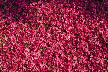 Close-up view of a vibrant pink flower petals covering the ground.