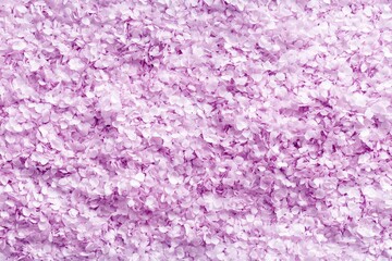 Close-up view of a textured surface of tiny, delicate, light purple flowers.