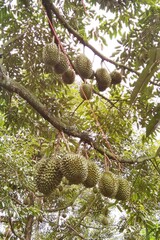 Close up of durians hanging on the tree