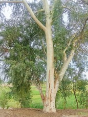 Fototapeta premium trees in the park