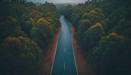 Aerial View of a Winding Road Through a Lush Green Forest