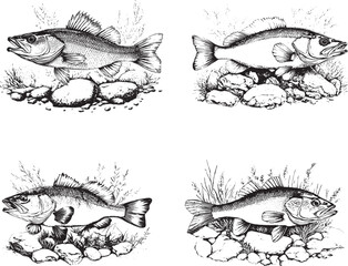 Bass Fish Svg