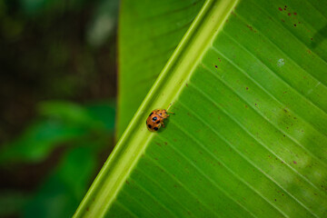 ladybug on green leaf