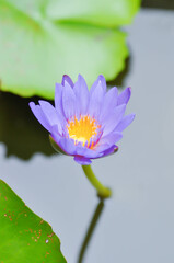 lotus or florescent purple lotus