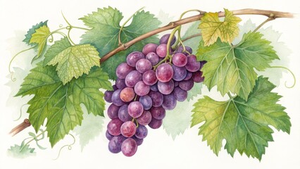Watercolor Painting of Red Grapes on Vine, Botanical Illustration, Nature, Fruit Vineyard, Watercolor
