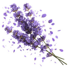 Lavender Flowers with Falling Petals on White Transparent background