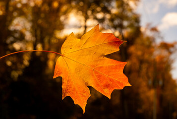 Autumn fall background. Maple leaves in autumn. Autumnal landscape. Leaf fall. Natural beauty of fall. Falling leaves. Fallen maple leaves autumn wallpaper. Autumn leaves. Fall foliage.