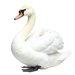 Fototapeta premium Detailed Elephant Calf Clipart, isolated on a white background.