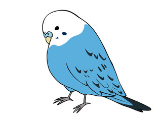 色とりどり セキセイインコ ブルー 