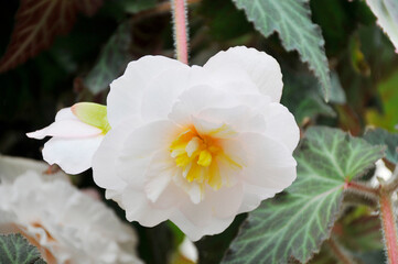 白色の花