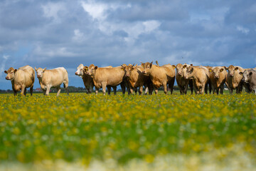 Dairy cows feeding in fields. Cattle ranch. Sunny meadow with grazing cows. Herd of cows on a...