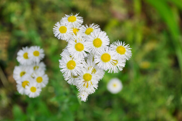 Fototapeta premium 雑草の花