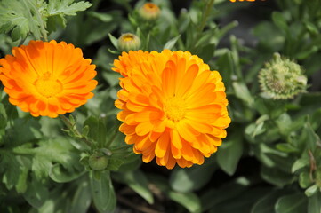 オレンジ色の花　キンセンカ