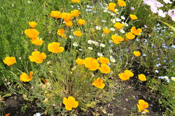 花壇に咲くオレンジ色の花