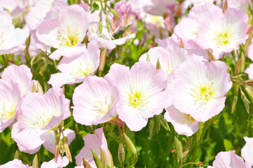 薄いピンク色の花