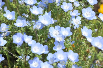 青色の花　ネモフィラ
