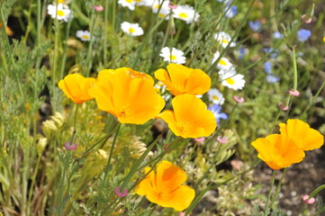 オレンジ色の花