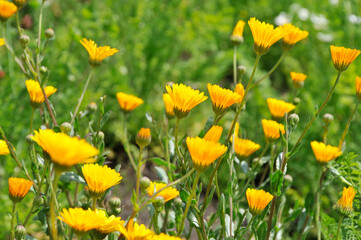 Obraz premium 黄色の花