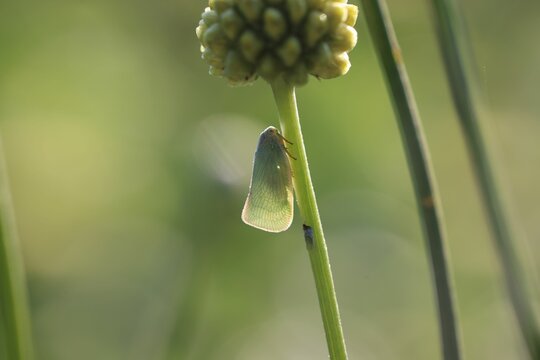 Citrus flatid planthopper rests on a budding flower against a green background