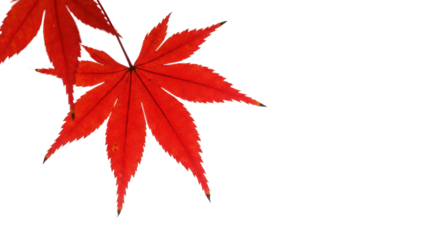 Red Japanese maple leaves isolated on white background