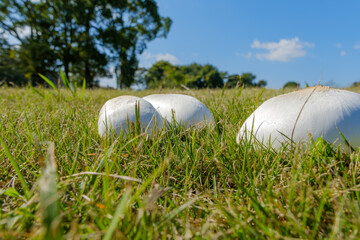 芝生に並ぶ白いキノコ