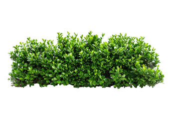 Obraz premium Green garden bushes on a transparent background
