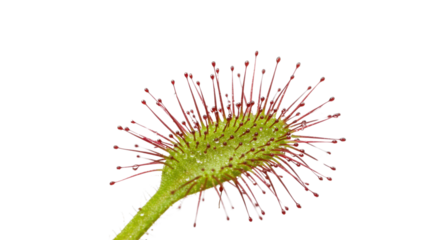 Close up of sundew carnivorous plant leaf isolated on white background