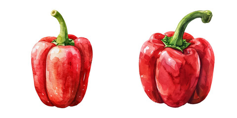 red pepper watercolor vector illustration © Dar