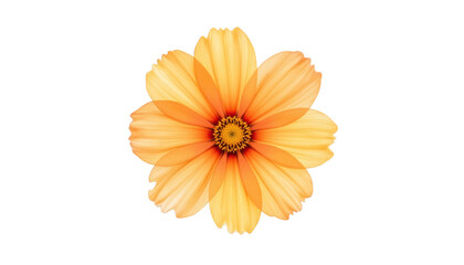 Stunning closeup, a single flower's delicate beauty enhanced by vivid blue backdrop