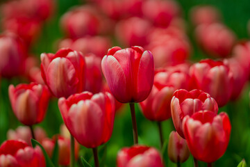 Fototapeta premium Red Tulip flower in tulip field at spring day. Colorful vivid pink tulips in the park. Spring landscape. Red tulip garden in spring. The Tulip. Beautiful bouquet of tulips in spring nature. Close up
