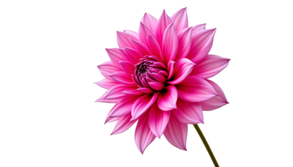 Vibrant pink flower blossom on rustic brown background, a stunning closeup 