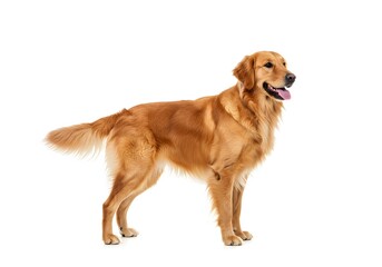 Fototapeta premium Dog on white background