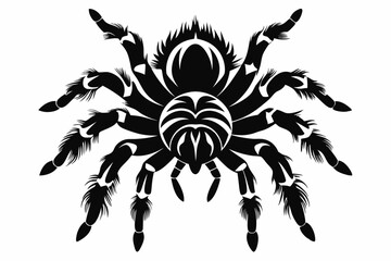 tarantula sihouette black vector