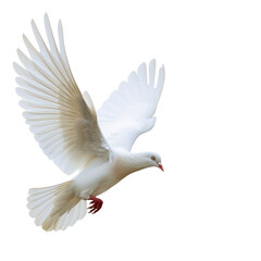Fototapeta premium white pigeon or dove flying isolate on transparent background