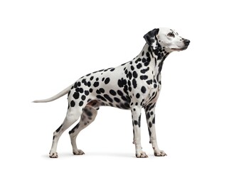 Dog on white background