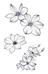 Clematis vine flowers outline sketch coloring page vector